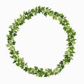 Ivy wreath, green creeper circle frame isolated on white background. Vector illustration in flat cartoon style.. Royalty Free Stock Photo