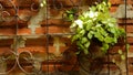 Ivy on a wrought iron fence, Brick wall background. Royalty Free Stock Photo