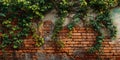 IvyCovered Brick Wall Natures Urban Texture Royalty Free Stock Photo