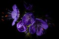 Ivyleaf Morningglory Wildflower - Cumberland Gap National Historical Park - Kentucky Royalty Free Stock Photo