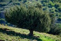 Iwal Juniperus thurifera juniper tree in the Aures mountains, Algeria