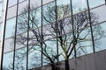 Ixelles, Brussels Capital Region, Belgium - Bare winter tree reflecting in a contemporary office building