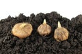 Ixia bulbs on soil. Bulbs before planting Royalty Free Stock Photo
