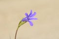 The purple flower of Ixiolirion tataricum in pale background