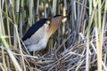 Ixobrychus minutus, Little Bittern. Royalty Free Stock Photo