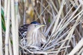 Ixobrychus minutus, Little Bittern. Royalty Free Stock Photo