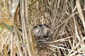 Ixobrychus minutus, Little Bittern. Royalty Free Stock Photo