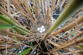 Ixobrychus minutus, Little Bittern. Royalty Free Stock Photo