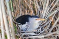 Ixobrychus minutus, Little Bittern. Royalty Free Stock Photo