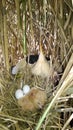 Ixobrychus minutus, Little Bittern. Royalty Free Stock Photo