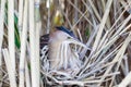 Ixobrychus minutus, Little Bittern. Royalty Free Stock Photo