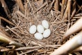 Ixobrychus minutus, Little Bittern. Royalty Free Stock Photo