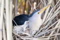 Ixobrychus minutus, Little Bittern. Royalty Free Stock Photo