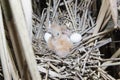 Ixobrychus minutus, Little Bittern. Royalty Free Stock Photo