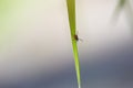 An ixod mite is sitting on a blade of grass. The concept of risk from the bite of a tick encephalitis, Lyme disease and other Royalty Free Stock Photo