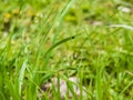 Ixodes Mites Sitting On The Top Of A Long Grass In Nature