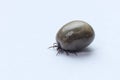 Ixodes ricinus tick on a white background.