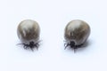 Ixodes ricinus tick on a white background.