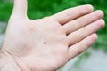 Ixodes scapularis, black legged tick or deer tick, transmitter of lyme and borrelia disease on a man`s palm Royalty Free Stock Photo