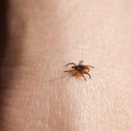 Ixodes scapularis Royalty Free Stock Photo