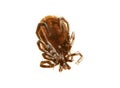 Ixodes tick isolated