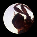 Ixodes tick, view from the microscope. tick in the laboratory Royalty Free Stock Photo