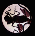 Ixodes tick, view from the microscope. tick in the laboratory Royalty Free Stock Photo