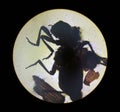 Ixodes tick, view from the microscope. tick in the laboratory Royalty Free Stock Photo