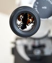 Ixodes tick, view from the microscope. Selective focus on the eyepiece. Royalty Free Stock Photo