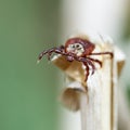 Ixodic mite sitting on the top of a dry grass