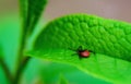 Ixodic tick attack close up. Very dangerous insect. Macro photo