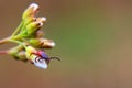 Ixodic tick close up. Macro photo