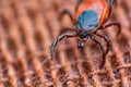 Ixodic tick close up. Macro photo