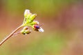 Ixodic tick close up. Macro photo