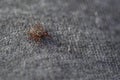 Ixodid tick creeps on gray fabric Royalty Free Stock Photo