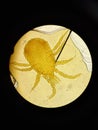 Ixodid tick under a microscope. Royalty Free Stock Photo