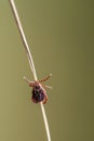 Ixodid tick waiting for a victim Royalty Free Stock Photo