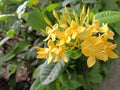 Ixora, also known as Soka flower or ixora chinensis, beautiful yellow flower