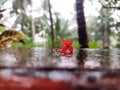 Ixora is also known as West Indian Jasmine flower Royalty Free Stock Photo