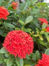 Ixora. Beautiful orange spike flower. King Ixora blooming. Ixora coccinea flower in the garden.