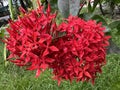 Red Rangan or Red Chinese Ixora or Jungle geranium flower