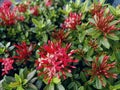 Ixora chinensis, commonly known as Chinese ixora, beautiful spiky red flowers