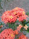 Ixora chinensis, commonly known as Chinese ixora