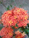 Ixora chinensis, commonly known as Chinese ixora, nature background