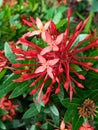 Ixora chinensis flower in the afternoon