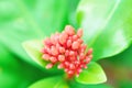Ixora chinensis flower buds background, nature