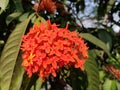 Ixora Chinensis flower, commonly known as Chinese Ixora, is a species of plant of the genus Ixora. Royalty Free Stock Photo