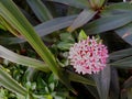 West Indian Jasmine or pink needle flower bloom on green branch in garden park Royalty Free Stock Photo