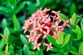 Ixora chinensis Lamk, Ixora spp or Zephyranthes or West Indian Jasmine Royalty Free Stock Photo