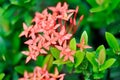 Ixora chinensis Lamk, Ixora spp or Zephyranthes or West Indian Jasmine Royalty Free Stock Photo